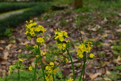Youngia japonica
