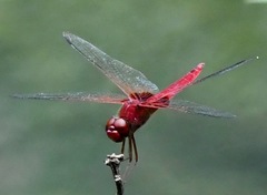 Urothemis signata insignata