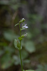 Lobelia