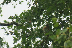 Fringilla montifringilla