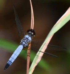 Aethriamanta gracilis