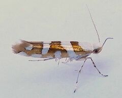 Argyresthia calliphanes