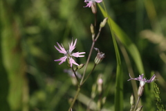 Silene flos-cuculi
