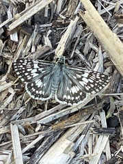 Burnsius communis