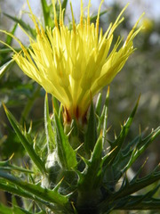 Carthamus lanatus