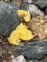 Basidiomycota