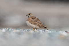 Thinocorus rumicivorus