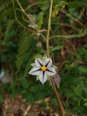 Solanum didymum