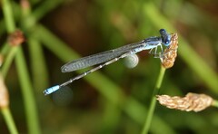 Argia alberta