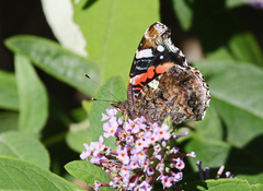 Vanessa atalanta