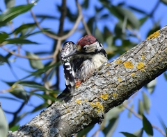 Dendrocopos leucotos