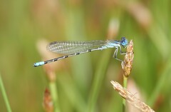 Argia alberta