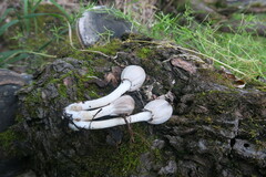 Coprinopsis uliginicola