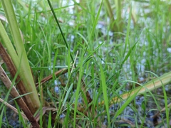 Agrostis stolonifera