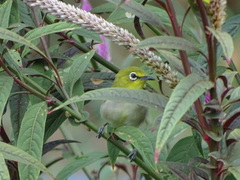 Zosterops simplex