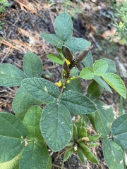 Rhynchosia tomentosa