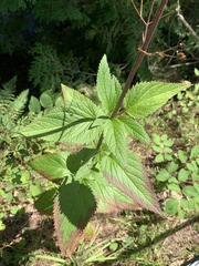 Scrophularia lanceolata