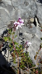 Pelargonium betulinum
