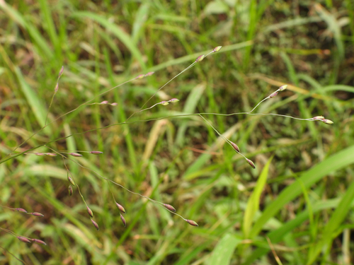 Blue panic (Panicum sumatrense)