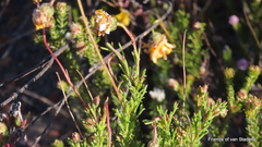 Euryops
