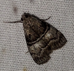 Pococera asperatella