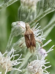 Harmostes fraterculus