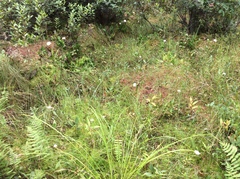 Eriophorum