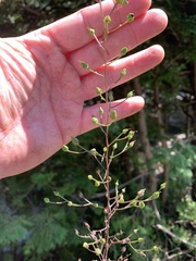 Scrophularia lanceolata