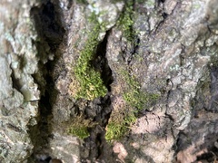 Pseudanomodon attenuatus