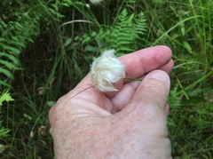 Eriophorum