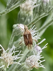 Harmostes fraterculus