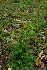 Youngia japonica