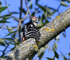 Dendrocopos leucotos