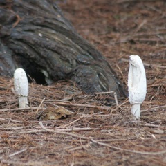 Coprinus