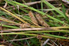 Carex rostrata