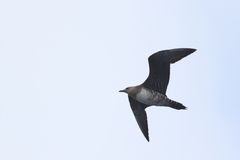 Stercorarius longicaudus