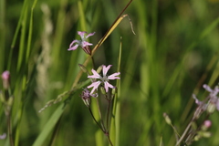 Silene flos-cuculi
