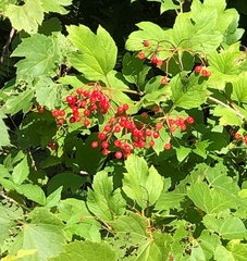 Viburnum opulus
