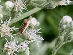 Harmostes fraterculus