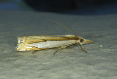 Crambus watsonellus