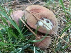Boletus subvelutipes