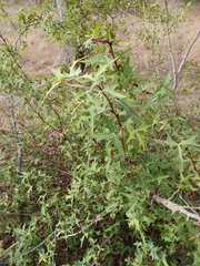 Berberis trifoliolata