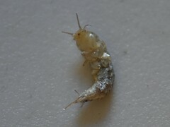 Ctenolepisma longicaudatum