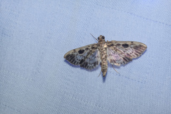 Rhimphaliodes macrostigma