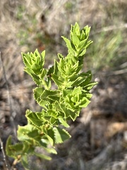 Grindelia adenodonta