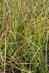 Carex rostrata