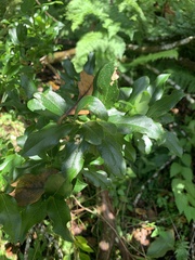 Vaccinium cylindraceum