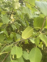Rhamnus