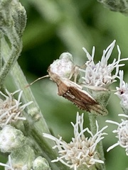 Harmostes fraterculus