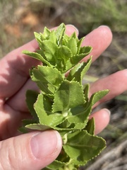 Grindelia adenodonta